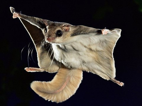Thermophysiology of Flying Squirrels