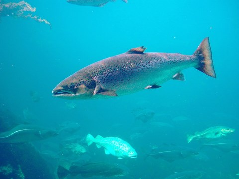 Atlantic Salmon Implantation Recovery Time Is Four Days on Average