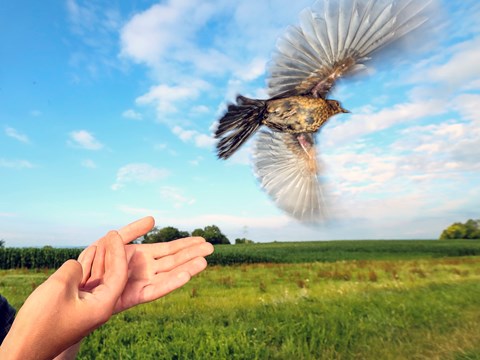 Revolutionary findings show no extra energy cost of migratory lifestyle in blackbirds