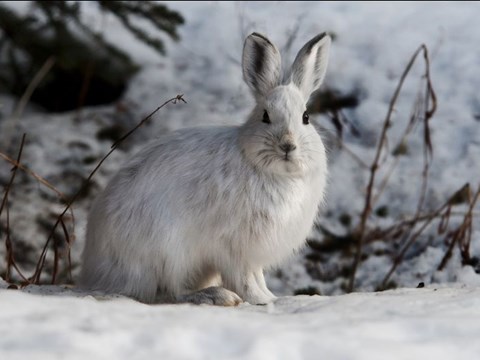  Snowshoe Hares and North America Red Squirrels Show Different Responses to Environmental Changes