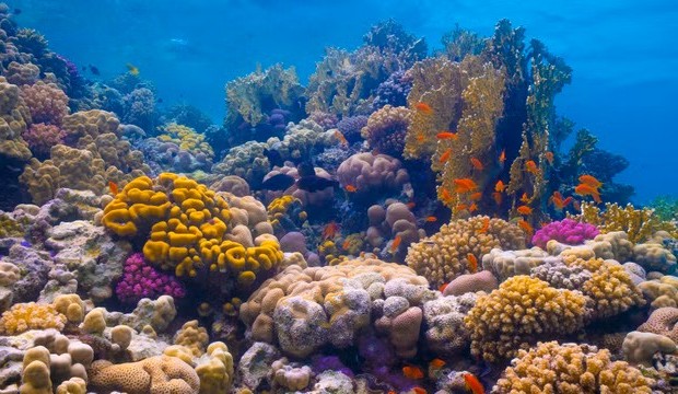 Measuring from space&#160;reliable when monitoring coral reef temperature