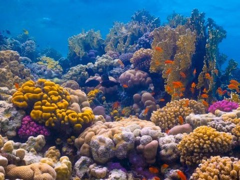 Measuring from space reliable when monitoring coral reef temperature