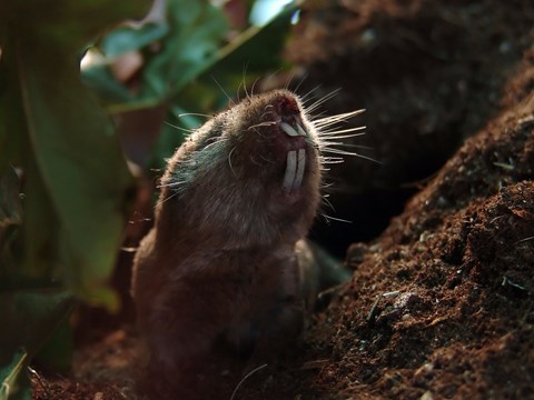 Ansell’s Mole-Rats Downregulate Thyroxine Resulting in Lower Core Body Temperature