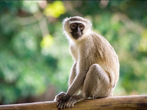 Sick Vervet Monkeys Rest More, Feed Less, and are Attacked More Frequently than Healthy Monkeys  