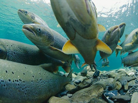 Dual tagged Atlantic Salmon in commercial sea-cage: Insight into physiology and behaviour during winter conditions