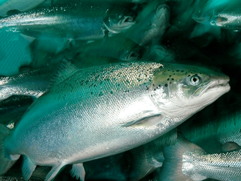 Heart Rate and Swimming Activity Used to Measure Stress Response in Atlantic Salmon