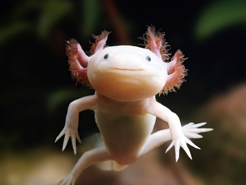 No Short- or Long-Term Effect of Implanting Bio Loggers in Axolotl Salamanders