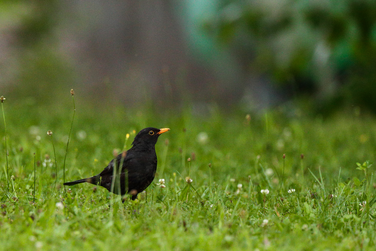 Groundbreaking Study: The Overall Energy Expenditure Same Between&#160;Migrant and Resident Songbirds