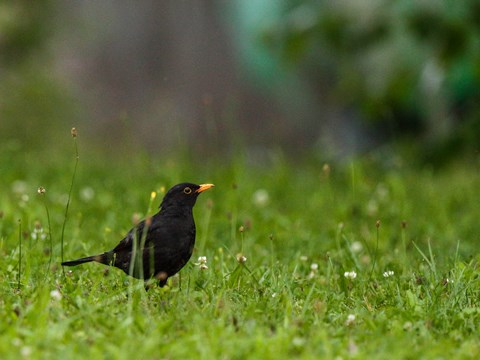 Groundbreaking Study: The Overall Energy Expenditure Same Between Migrant and Resident Songbirds