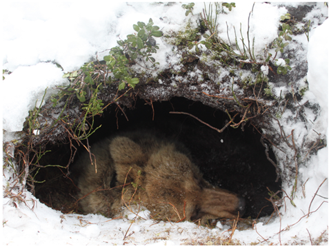Rhythm in Body Temperature During Hibernation Influenced by Snow Depth Covering the Dens