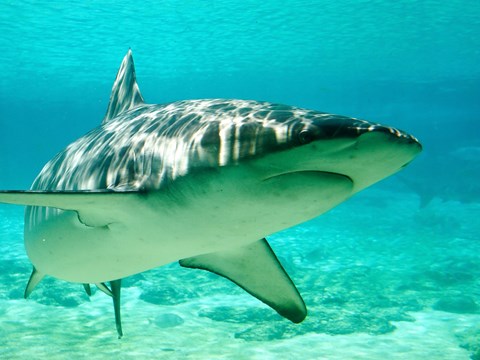 Sharks Dive Deeper Than Previously Known