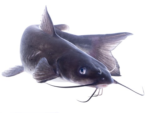 Accelerometers Provide Insight Into Energy Budgets of Channel Catfish