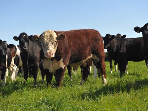 High Grazing Density Alters Circadian Rhythm of Cows