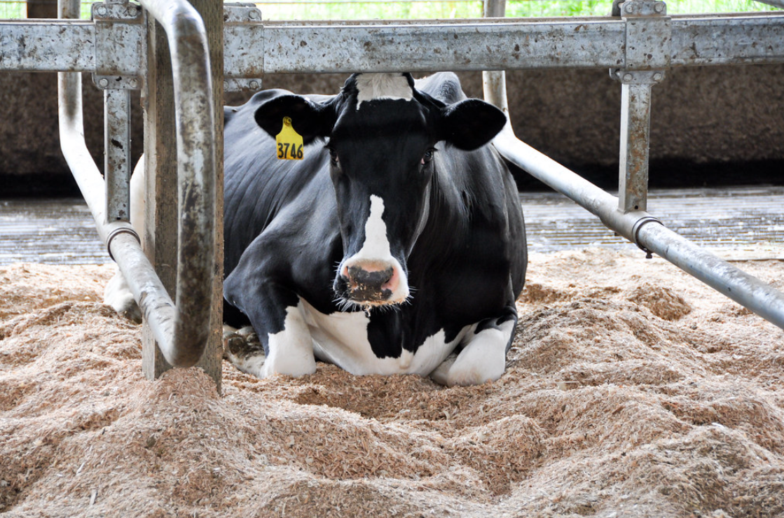 Consistent Air Speed Improves Cows Comfortability During Heat Stress