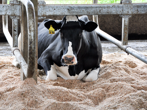 Consistent Air Speed Improves Cows Comfortability During Heat Stress