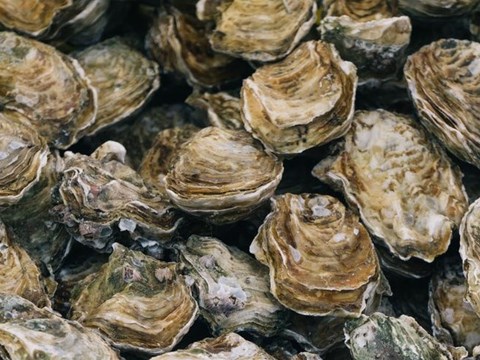 Acidification Could Be a Risk for Oyster Aquaculture in Eastern Canada