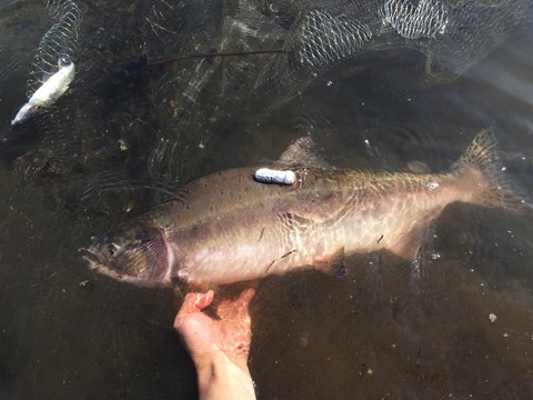 Short-term Reverse Migration Common for Pink Salmon