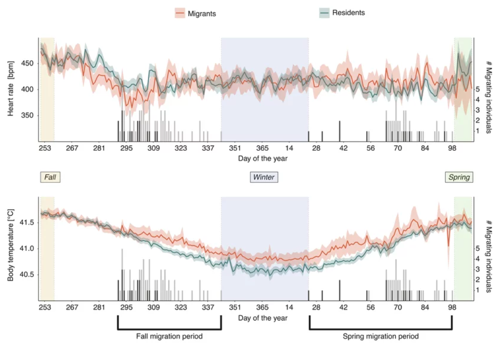 Figure 1: Heart Rate (top) and Temperature (bottom) with migration events (histogram). A clear reduction of heart rate can be seen in migrants 3 weeks before departure; however, there was no difference between migrants and residents overall