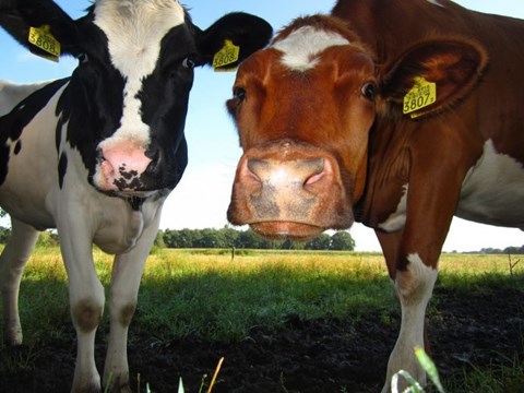 Dairy Cattle Change Behaviour When Under Heat Stress