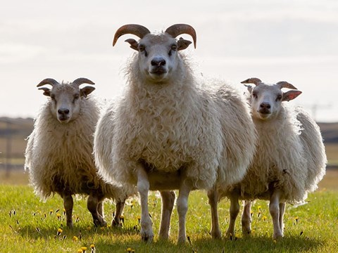 Icelandic Sheep Roundup