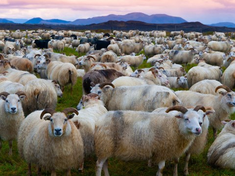 Icelandic Sheep Roundup Coming Up