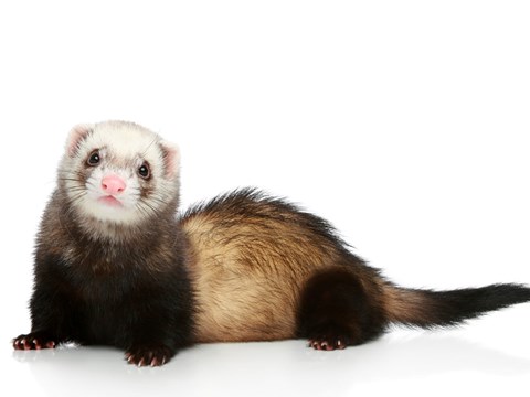 Clinical Disease not Observed in Ferrets Inoculated with SARS-CoV-2