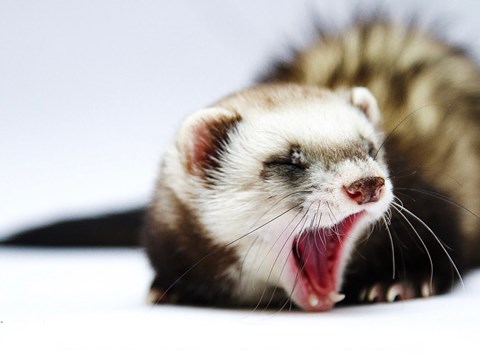 A universal influenza mRNA vaccine shows promising results in ferrets