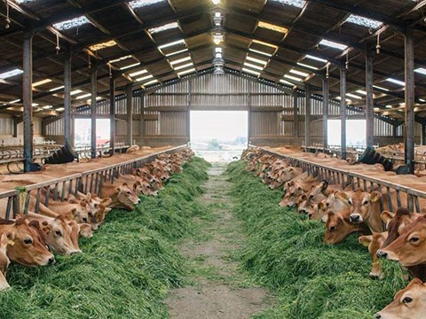 Changes in Milking and Feeding Routines Can Reduce Heat Stress in Dairy Cows