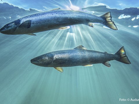 Diving Depth of Migrating Atlantic Salmon