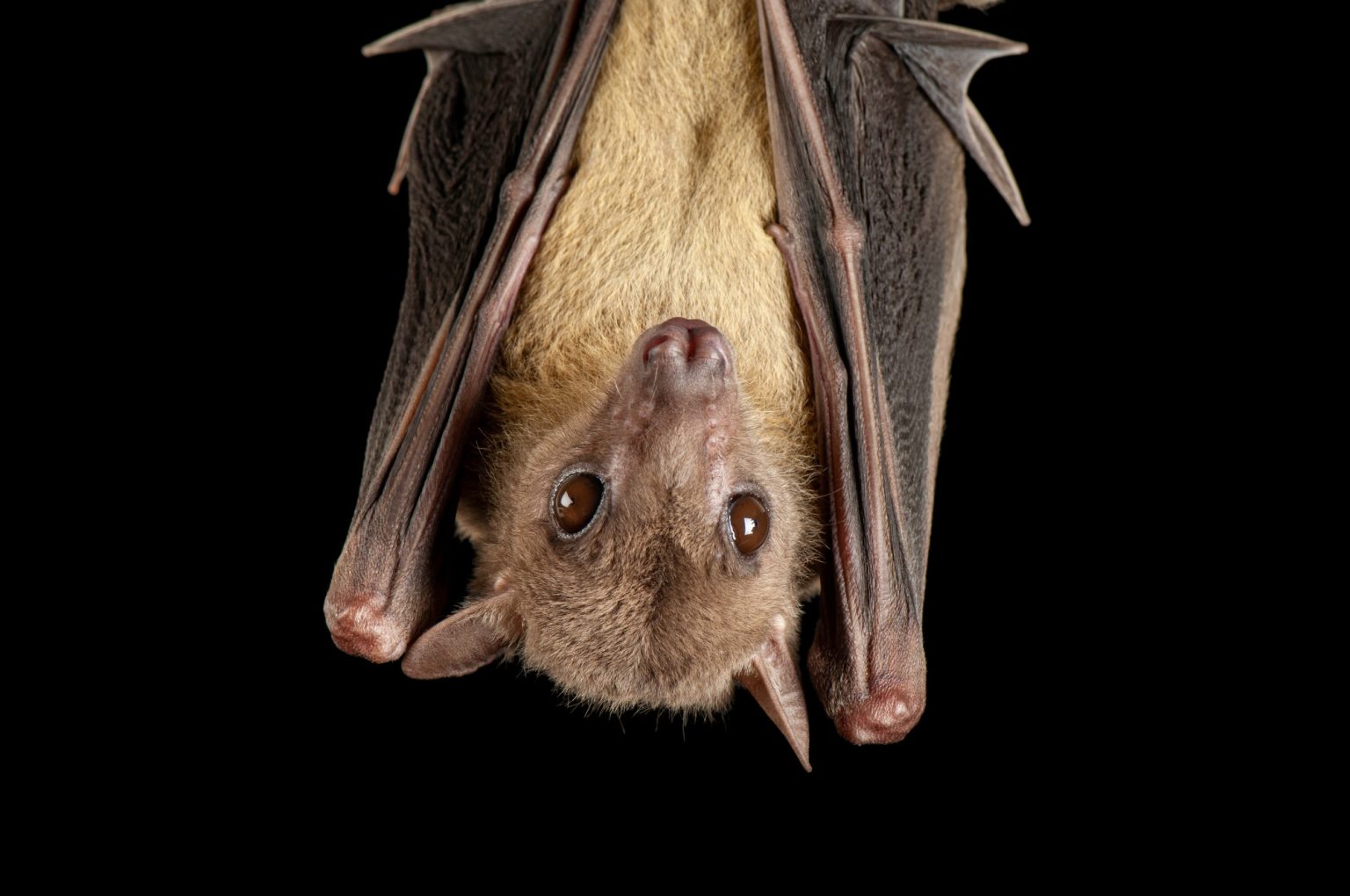 Covid-19 infected bats show lower locomotor activity during nighttime