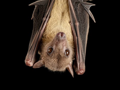 Covid-19 infected bats show lower locomotor activity during nighttime