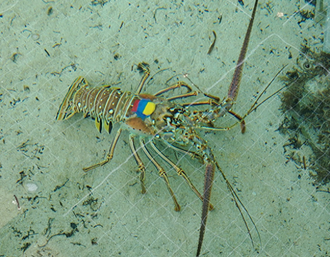 Unnatural Light at Night Has no Effect on Heart Rate or Activity in Caribbean Spiny Lobster