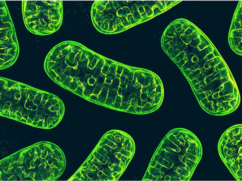 Working Shifts Impairs Mitochondrial Functioning on Various Levels