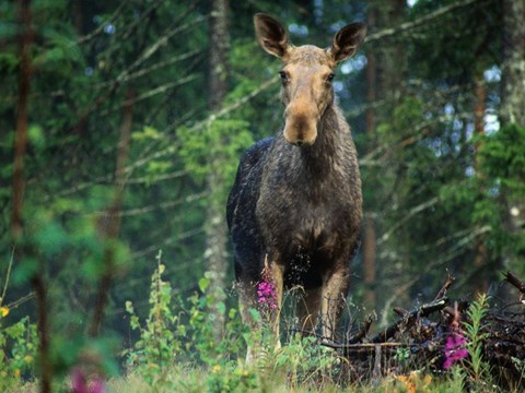 Female Moose Demonstrate Hypometabolism During Winter