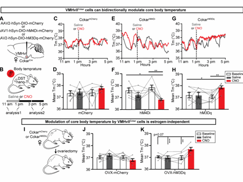 Ventrolateral Locus in the Hypothalamus Affects Sexual Behaviour and Body Temperature