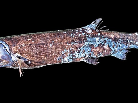 New Enormous Deep-Sea Predator Detected in Japanese Waters