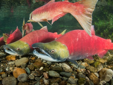 Cardiac Performance not Linked to Reproductive Behaviours in Wild Sockeye Salmon