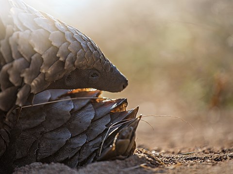Pangolins Prioritize Energy Conservation Over Thermoregulation