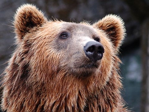 Japanese Black Bears Demonstrate Higher Heart Rate than Scandinavian Brown Bears During Hyperphagia
