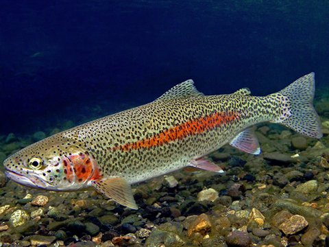 Elevated Cortisol Key Driver to Lower CTmax in Trout Exposed to Chronic Stress