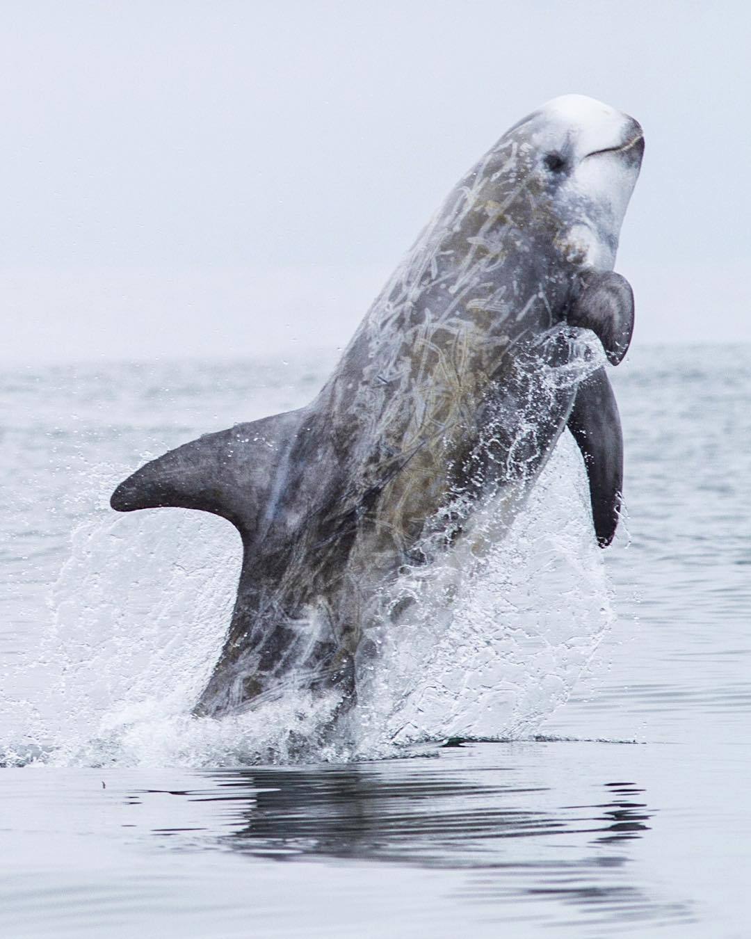 Weeks of Continuous Physiological Measurements in a Cetacean Reported for the First Time