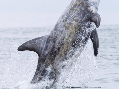 Weeks of Continuous Physiological Measurements in a Cetacean Reported for the First Time