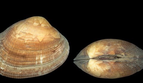 Varying Salinity Levels Affects Clam’s Activity and Behaviour
