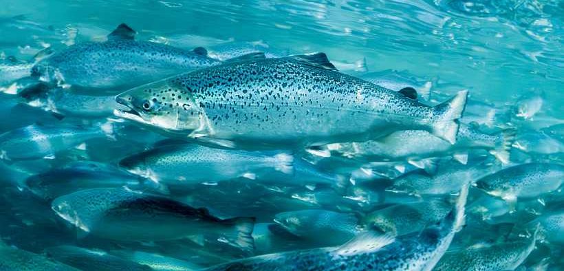 Optimal Temperature Threshold of Atlantic Salmon Determined with Heart Rate