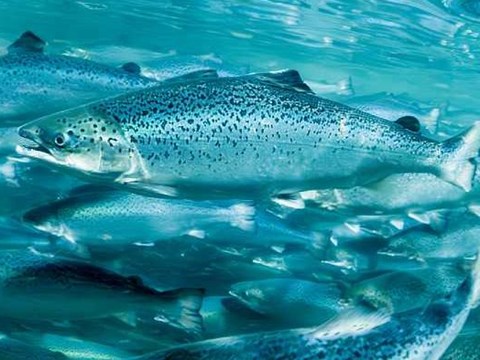 Optimal Temperature Threshold of Atlantic Salmon Determined with Heart Rate