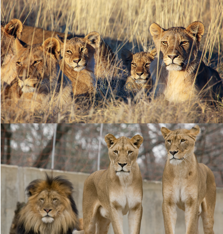 Shorter QT Interval Seen in Zoo Kept Lions Compared to Wild Lions