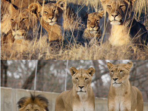 Shorter QT Interval Seen in Zoo Kept Lions Compared to Wild Lions