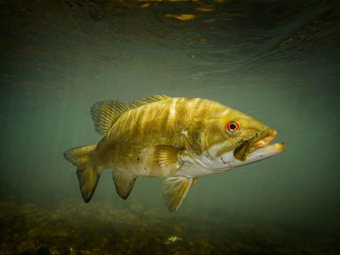 No Effect on Cardiac Performance with Impairment of Blood Flow in Male Smallmouth Bass 