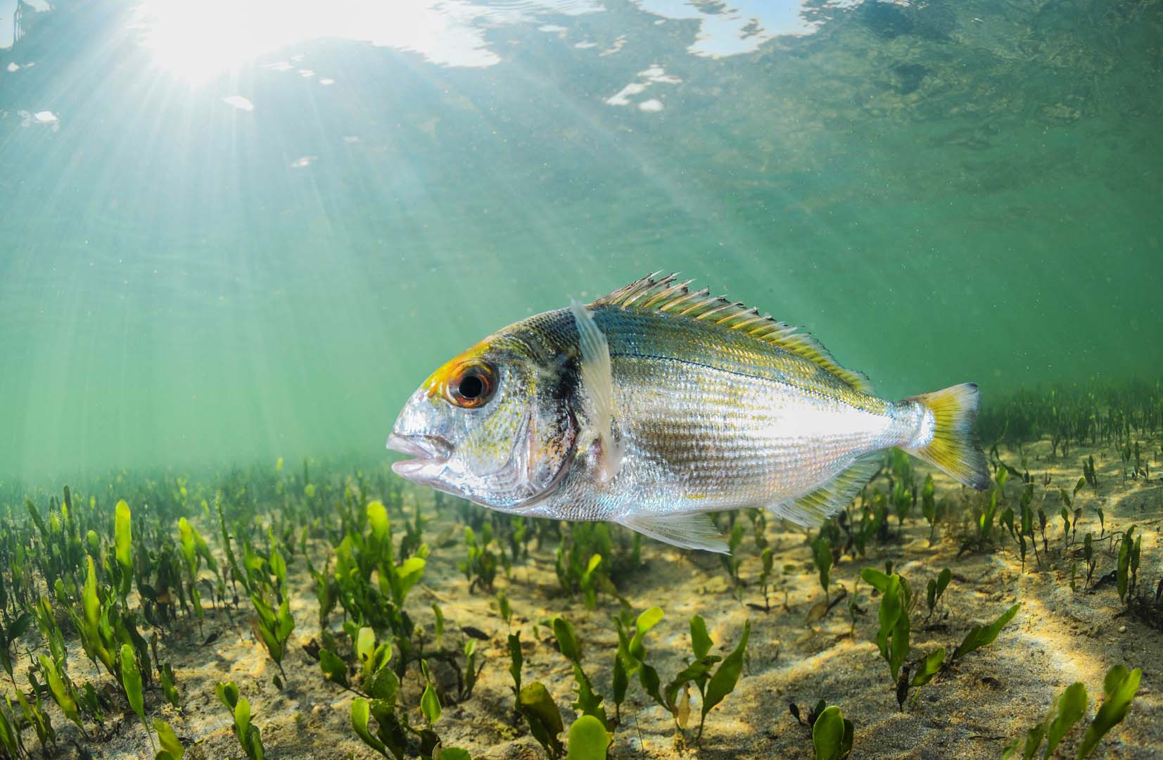 New Study Explores How Environmental Enrichment Modulates Stress in Gilthead Seabream