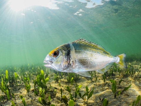 New Study Explores How Environmental Enrichment Modulates Stress in Gilthead Seabream